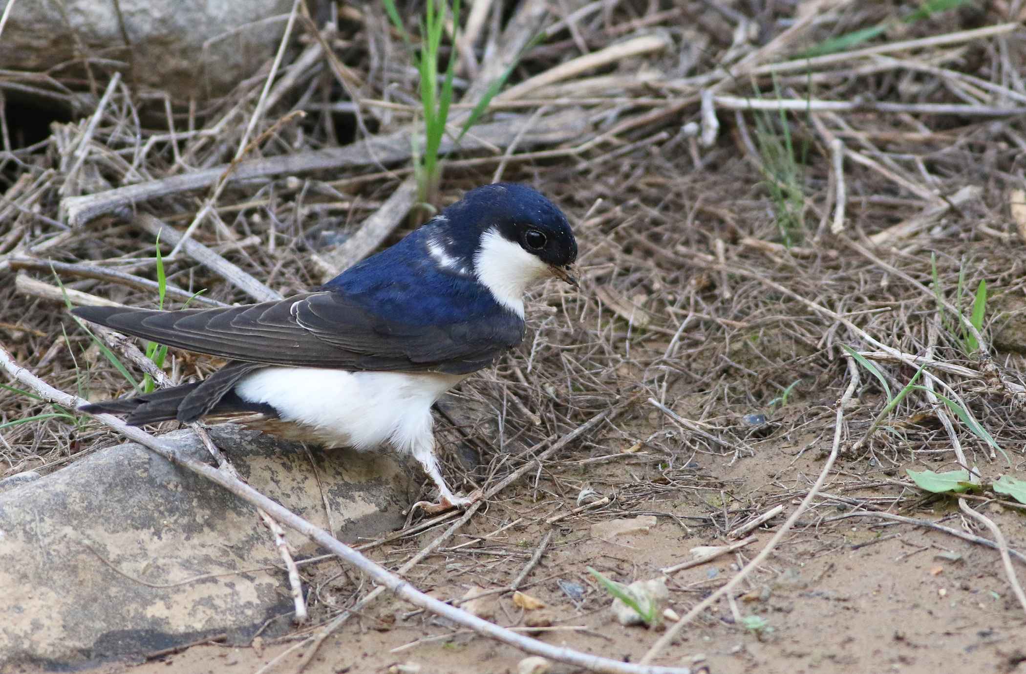 Common House-Martin